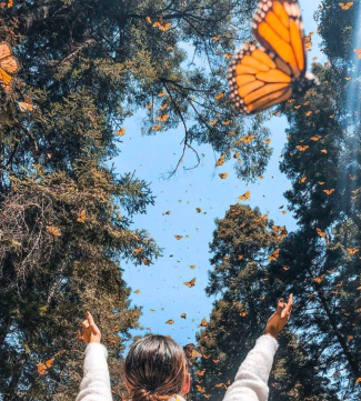 Imagen de Mariposa & Tlalpujahua